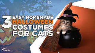 3 Easy Homemade Halloween Costumes for Cats