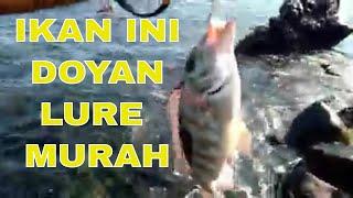 Mancing Casting Pinggir Laut  Mancing di Karang Dangkal  Casting Saat Air Laut Pasang Surut