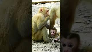 Smart baby Lexi steals To learn walk her own when mum get grooming from sister Sheba.#animalS#MONKEY