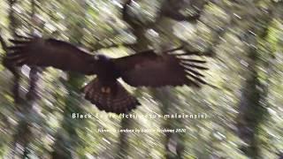 Black Eagle I. malaiensis in Landour Forest India #stayhome #withme