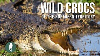 Wild Crocodiles of the Northern Territory Nature Australia