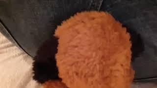 Jean farts on plushie