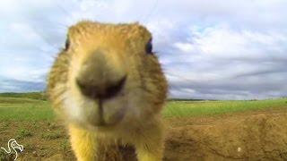 Prairie Dogs Talk To Each Other With Their Own Secret Language