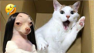 Funniest Cats And Dogs Videos  - Best Funny Animal Videos 2024 #5