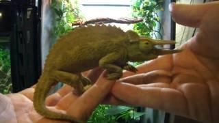 Setting Up a Jacksons Chameleon Cage