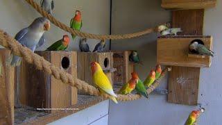 LOVEBIRD TV Peach-faced Lovebirds Aviary  Saturday Morning April 16th 2022