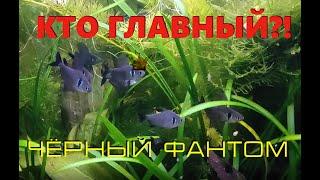 Чёрные фантомы Hyphessobrycon megalopterus - борьба за территорию.