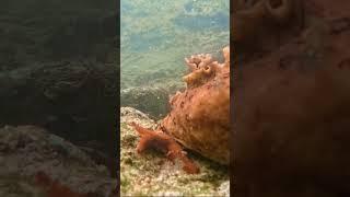 Creepy Tidepool Creatures