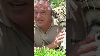 This man cuddles leopards  #ytshorts #shorts #leopard #bigcat #animals