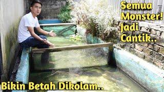 3 HARI SETELAH KOLAM DIKURAS SEMUA IKAN MONSTER TAMPAK LEBIH INDAH DI AIR JERNIH