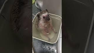 Adorable Hedgehog Takes a Bath #Shorts #Hedgehog