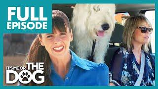 Owner Cant Handle Labradoodles Rambunctious Behavior  Full Episode USA