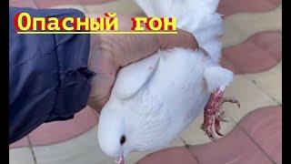 Широкохвостые голуби Саламбека в Грозном Атаки хищника