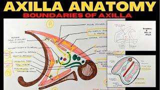 Axilla Anatomy 12  Boundaries of Axilla  Upper Limb Anatomy