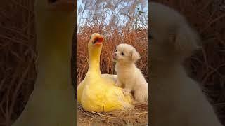 Friendship  puppy and duck . A beautiful moment #422 - #shorts