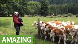 Grazing cows rush to listen to accordion music