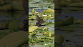 Enchanting Starling Bird Frolicking And Feasting On Water Lilies #bird #starlingbird