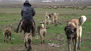 ORMANA GİTTİ GÖZÜ KÖR DÖNDÜ  17 KÖPEĞİN LİDERİ KURT BOĞAN ÇOBAN KÖPEĞİ YILMAZ VE EKİBİ KANGAL KURT