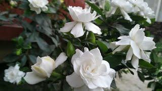 How To Make Gardenia Plant Produce More Buds And Blooms All Year Round