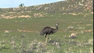 Old Man Emu Walking
