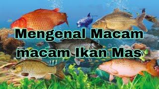 Mengenal Macam Macam Ikan Mas