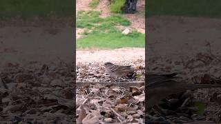 White-crowned SparrowEvening Feast #whitecrownedsparrow