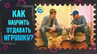 ТВ МИР-Как научить собаку отдавать игрушку хозяину