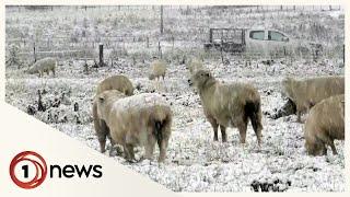 Snow falls thick and fast in parts of the South Island