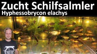 ZUCHT SCHILFSALMLER - Hyphessobrycon elachys