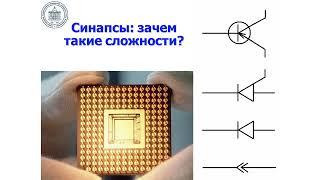 Структура и физиология нервной системы или чем отличается вертикаль от горизонтали