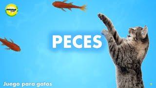 Videos para #gatos  #Peces