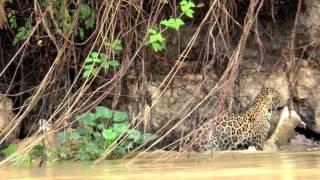 Giaguaro strappa coda e mangia caimano in Pantanal  - Jaguar eats caiman