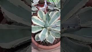 Agave Desert Diamond Plant  Variegated Butterfly Agave