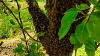 honey bees apis cerana#beekeeping #swarm