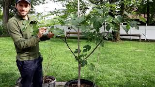 Training Fig Trees for MORE & TASTIER Figs