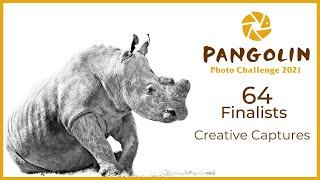 The CREATIVE Wildlife Photography Finalists  Pangolin Photo Challenge