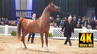 Arabian Stallion 4-6 year Halter Class  Scottsdale Arabian Horse Show 2022 الحصان العربي