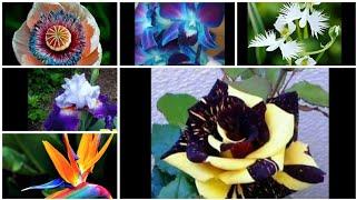 75 - 15+ EXOTIC Flowers that You Wont Believe Actually Exist 