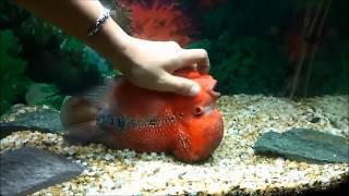 Friendly Flowerhorn Fish  Big Head Flowerhorn Cichlid