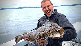 How to Catch Lingcod in Puget Sound HUGE Monster