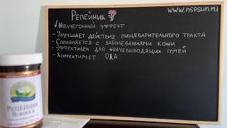 Репейник НСП Бердок  - желчегонный эффект