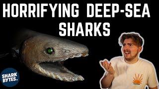 The NEW Shark Species Emerging from the Deep-Sea