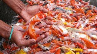 HOW TO CULTIVATE KOI FISH TO BIG QUICKLY PROVEN SUCCESSFUL MUST TRY
