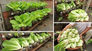 No garden Get a bountiful harvest with the idea of growing vegetables from plastic bottles