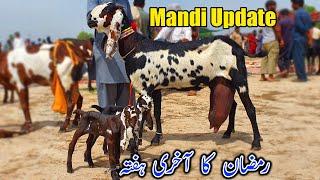 Tuesday Sahiwal Bakra Mandi Latest Update 2023