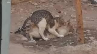 Animal Cut Billi Romantic Video