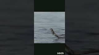 Lizard Walks on Water #shorts #youtubeshorts #shortfeed #facts #viral