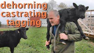 how to DEHORN CASTRATE & TAG Dexter calves