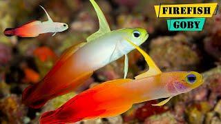 FireFish Goby - Facts About The Red Firefish Goby