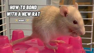 How To Bond With A New Pet Rat